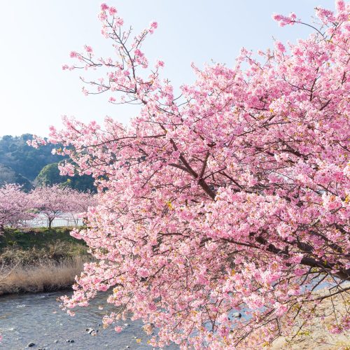 sakura tree and river
